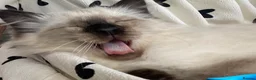 Ragdoll cats for sale: Adorable purebred Ragdolls  - Advert 38