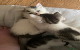 Maine Coon cats for sale: SORRY SOLD!!💜xxxx - Image 18