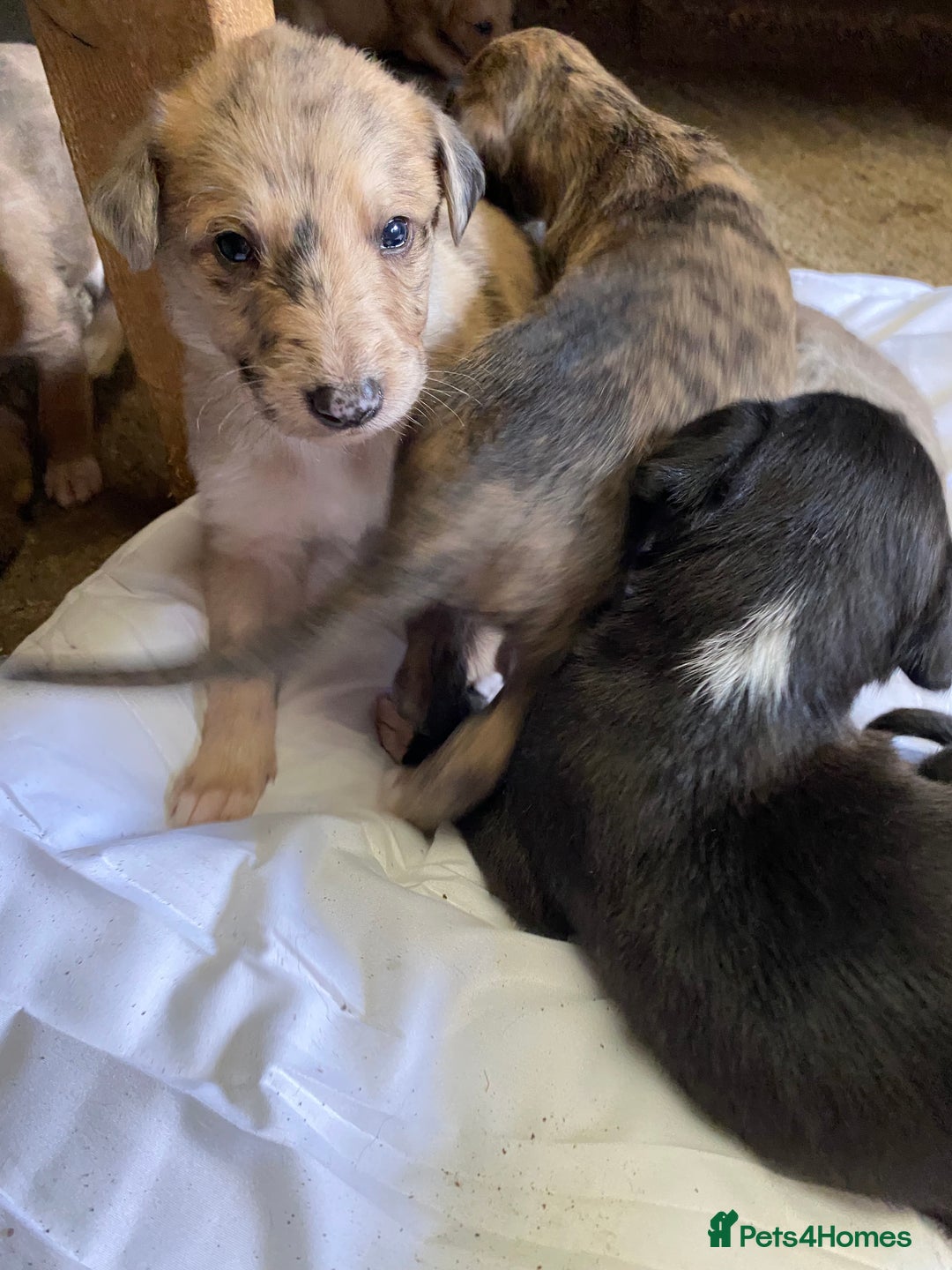 Mixed Breed dogs for sale: Deerhound greyhound collie puppies  - Image 8
