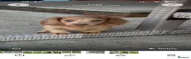Miniature Dachshund 3