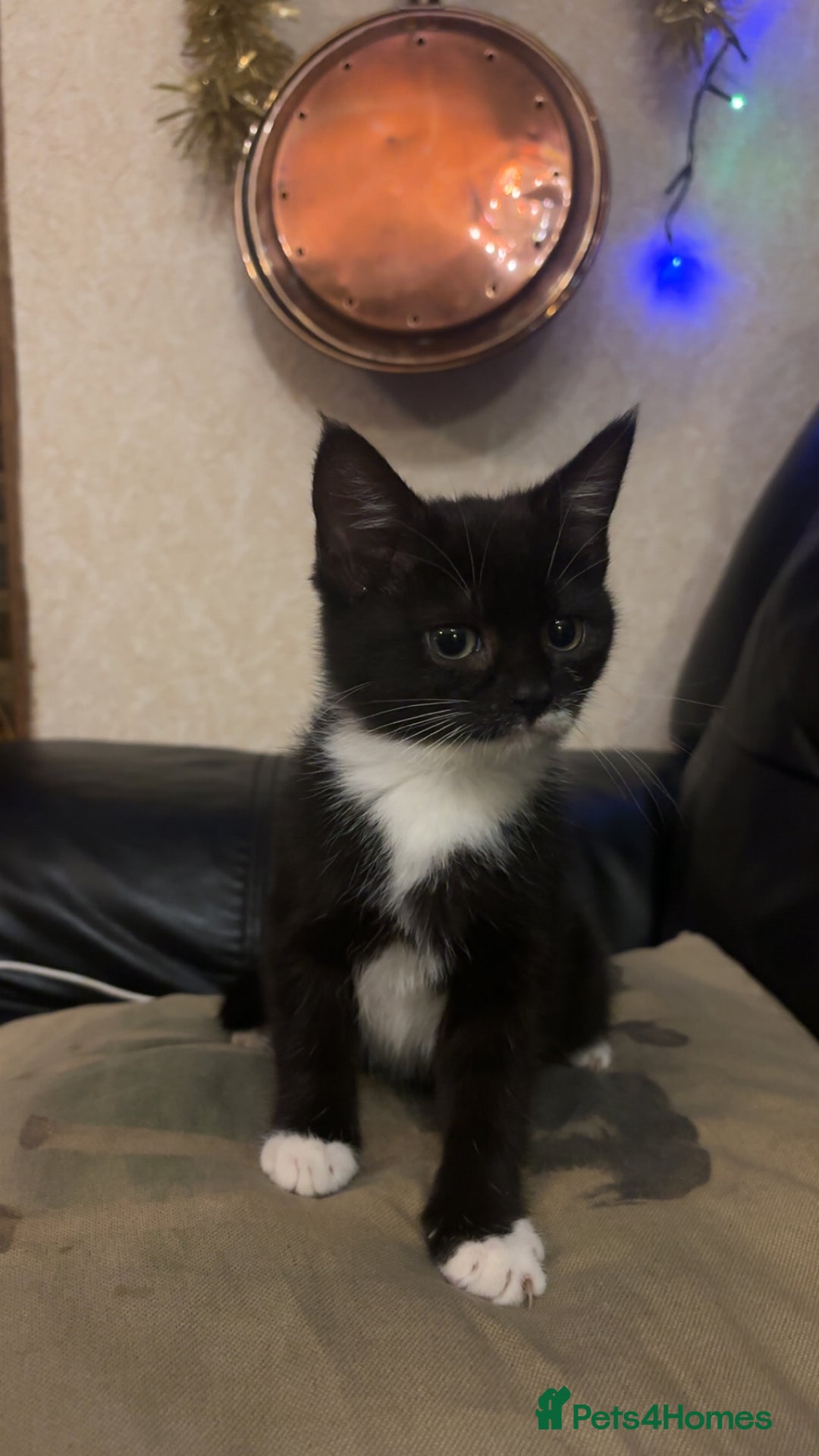 Mixed Breed cats for sale: black and white kitten - Advert 1
