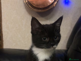 Mixed Breed cats black and white kitten - Advert 5