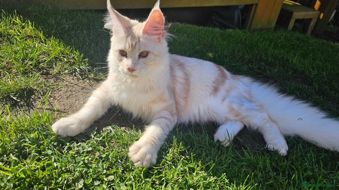 Maine Coon cats for sale: Amazing large red girl for good breeders only - Advert 4