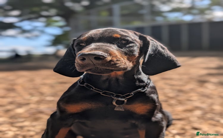Dobermann dogs - Advert 5