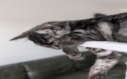 Selkirk Rex cats for sale: 😻 Stunning Selkirk Rex Mix Kittens 😻 - Image 20