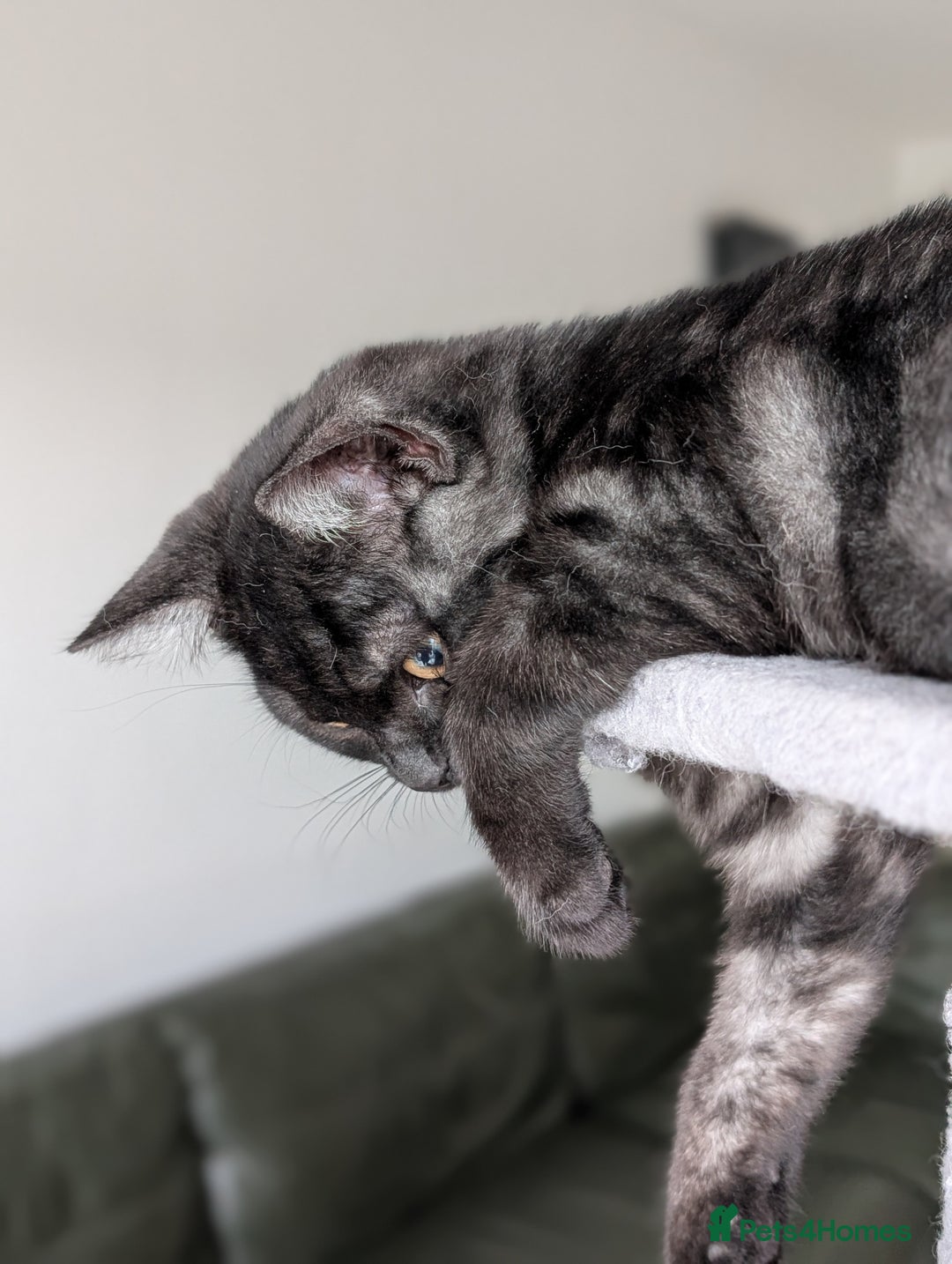 Selkirk Rex cats for sale: 😻 Stunning Selkirk Rex Mix Kittens 😻 - Image 20