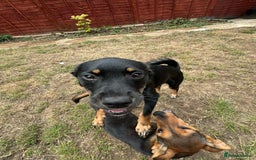 Mixed Breed dogs for adoption: Adorable Monika is ready for her forever home! - Image 9
