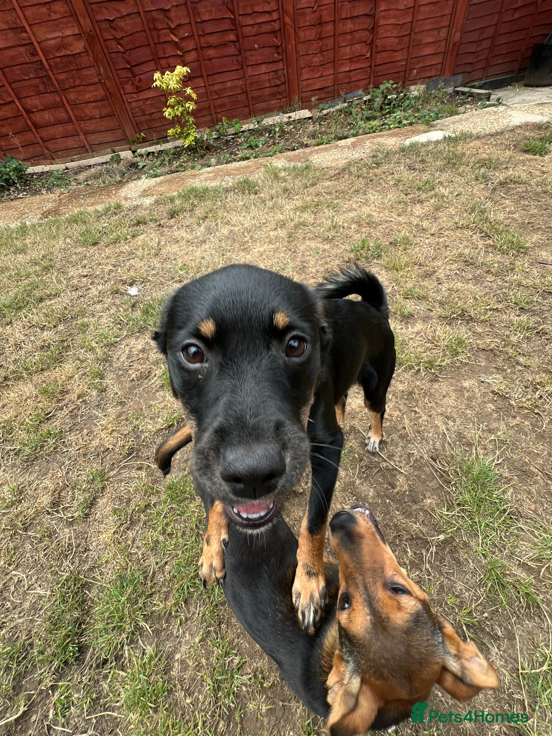 Mixed Breed dogs for adoption: Adorable Monika is ready for her forever home! - Image 9