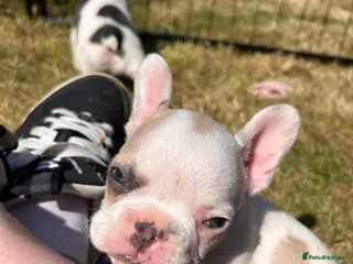 French Bulldog dogs Exotic French bulldog puppies - Advert 3