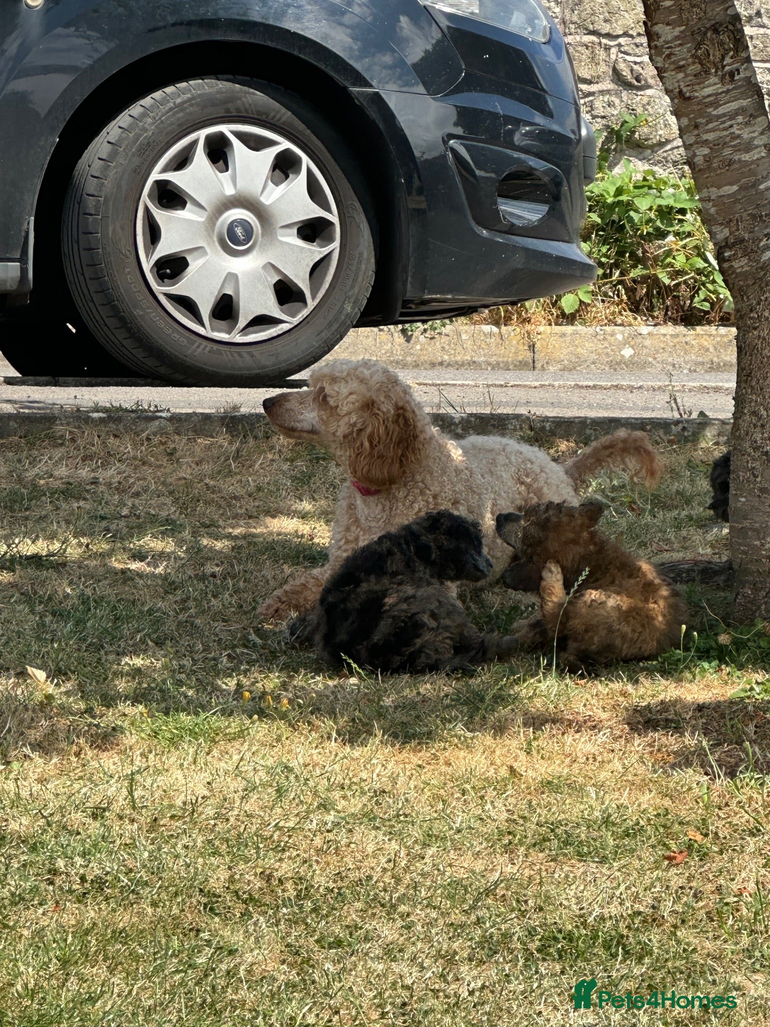 Miniature Poodle dogs 🌟miniature poodles ready now🌟 - Advert 2