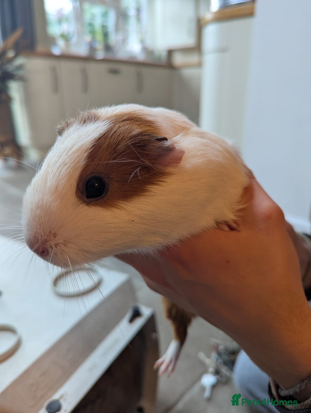Guinea Pig rodents for sale: Rescue female guinea pigs  - Image 4
