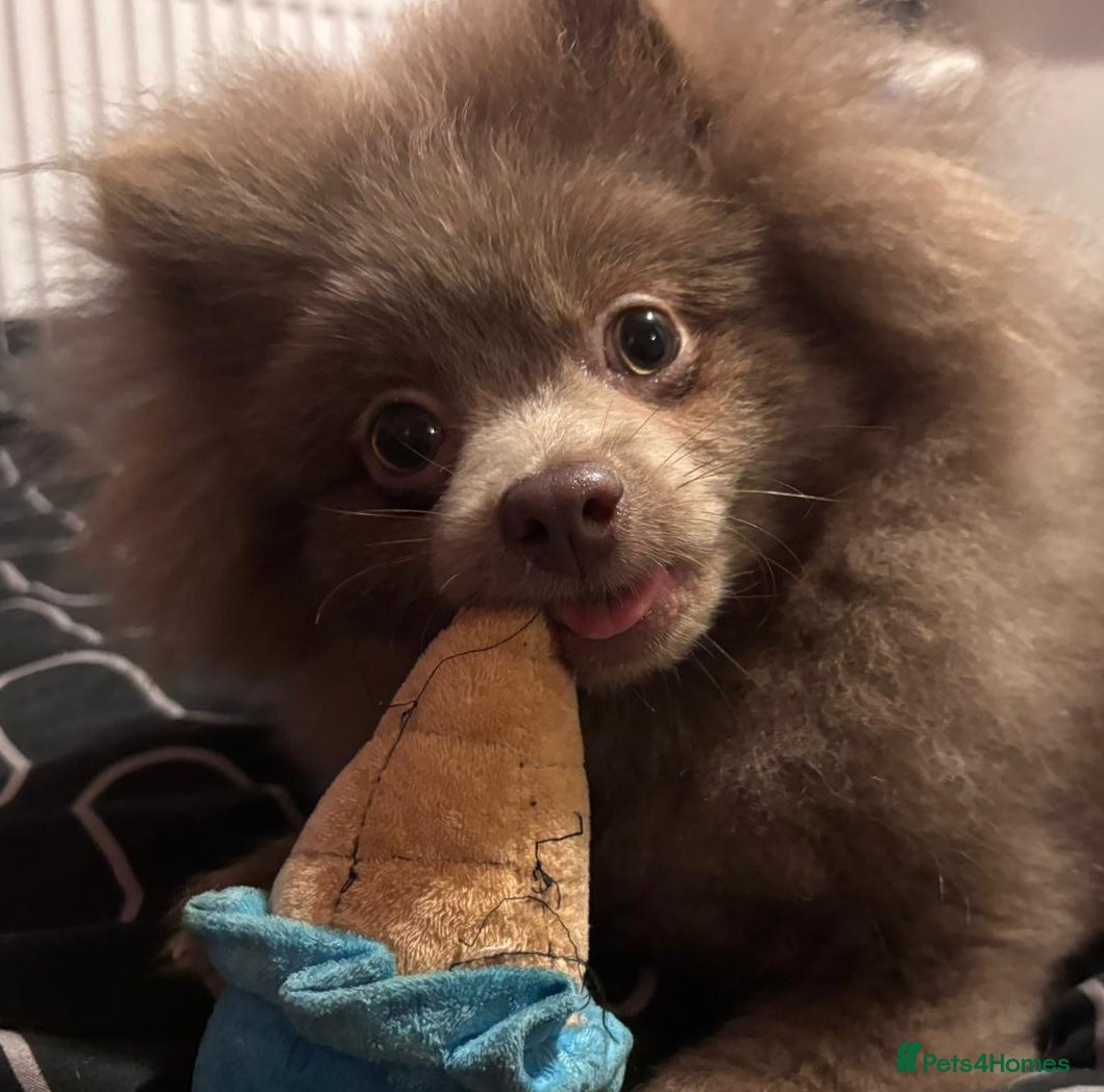 Pomeranian dogs Antonio / Tonio - Advert 6