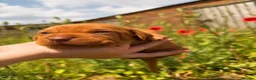 Hungarian Vizsla dogs for sale: Smooth Hungarian vizslas  - Advert 3