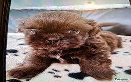 Shih Tzu dogs for sale: Imperial shishi shih tzu - Image 20