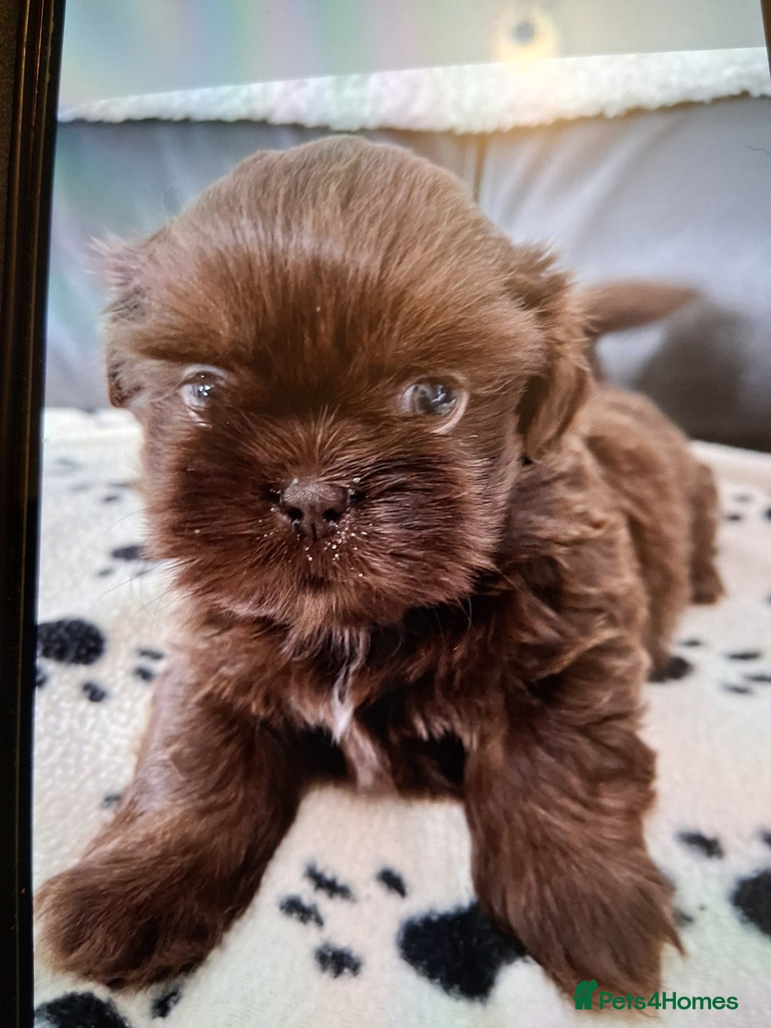 Shih Tzu dogs for sale: Imperial shishi shih tzu - Image 20