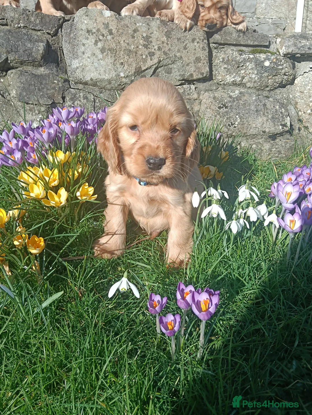 Cocker Spaniel dogs for sale: Quality Golden Show Type Cocker Spaniel puppies - Advert 14