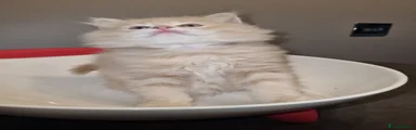 Persian 3