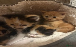 British Longhair cats for sale: Ginger tortoishell and calico male & female kitten - Image 4