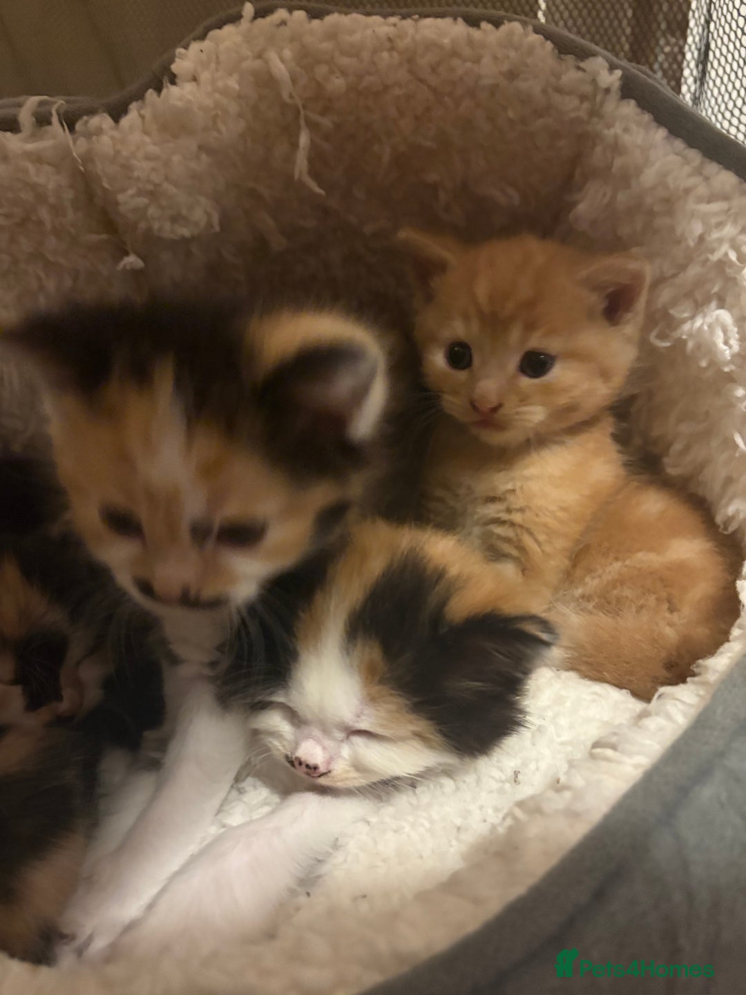 British Longhair cats for sale: Ginger tortoishell and calico male & female kitten - Image 4