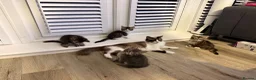 Mixed Breed cats for sale: Raccoon Kittens  - Advert 1