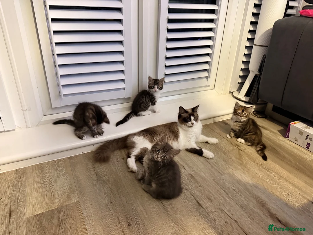 Mixed Breed cats for sale: Raccoon Kittens  - Advert 1