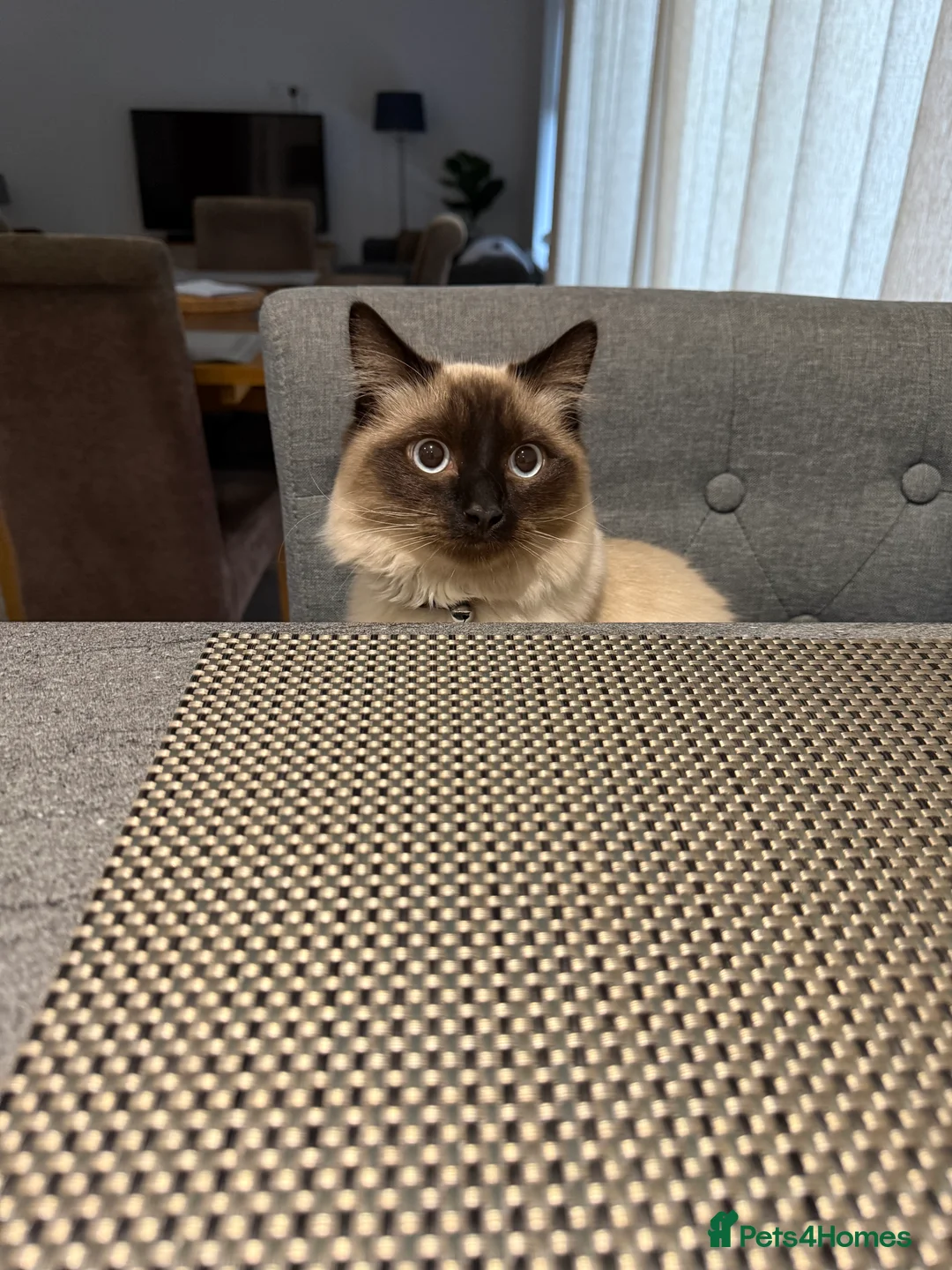 Ragdoll cats for sale: Beautiful Ragdoll  - Advert 3