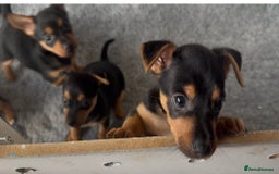 Jack Russell dogs for sale: Beautiful Jack Russell pups - Image 3