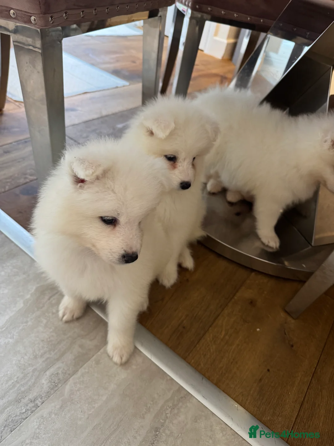 Samoyed dogs for sale: Samoyed Puppies - Advert 9