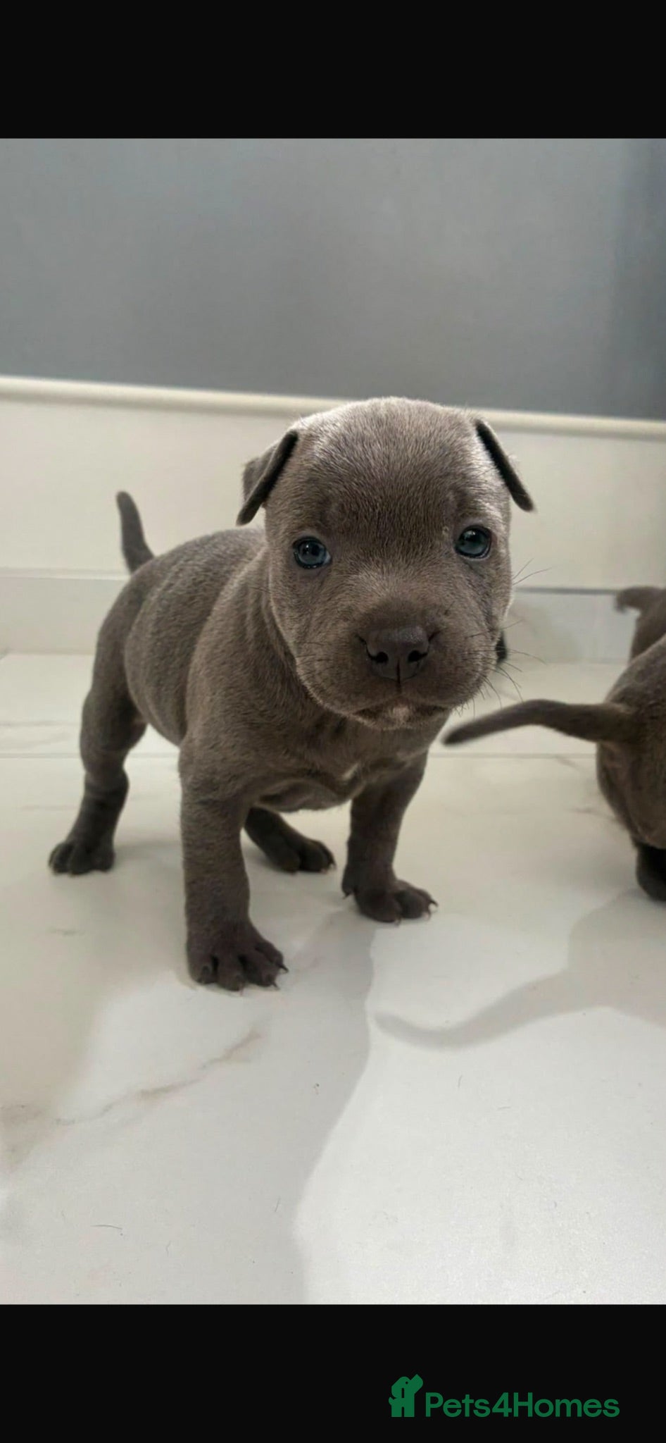 Staffordshire Bull Terrier dogs Staff puppies  - Advert 1