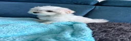 Maltese dogs for sale: 1 BOY RESERVED Maltese Boys. Ready for collection  - Advert 3