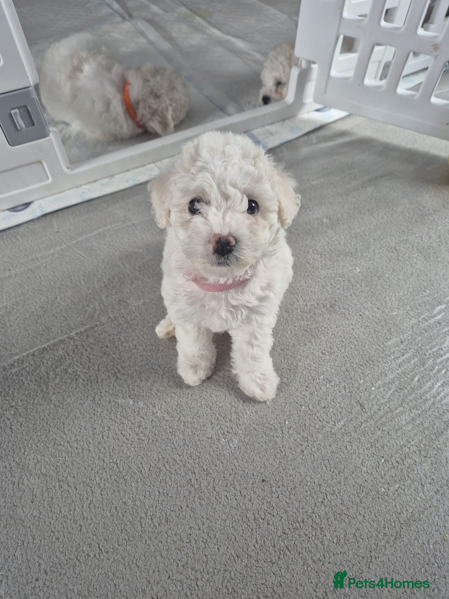 Bichon Frise dogs Full Breed Bichon Frise 2Female left!!  - Advert 2