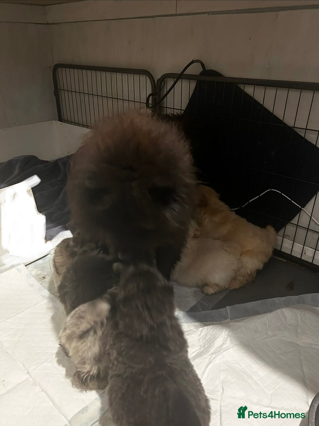 Chow Chow dogs for sale: Stunning chow chow puppies  - Advert 39