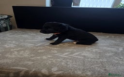 Goldador dogs for sale: Goldador x Labrottie Miniature Puppies for Sale - Advert 27