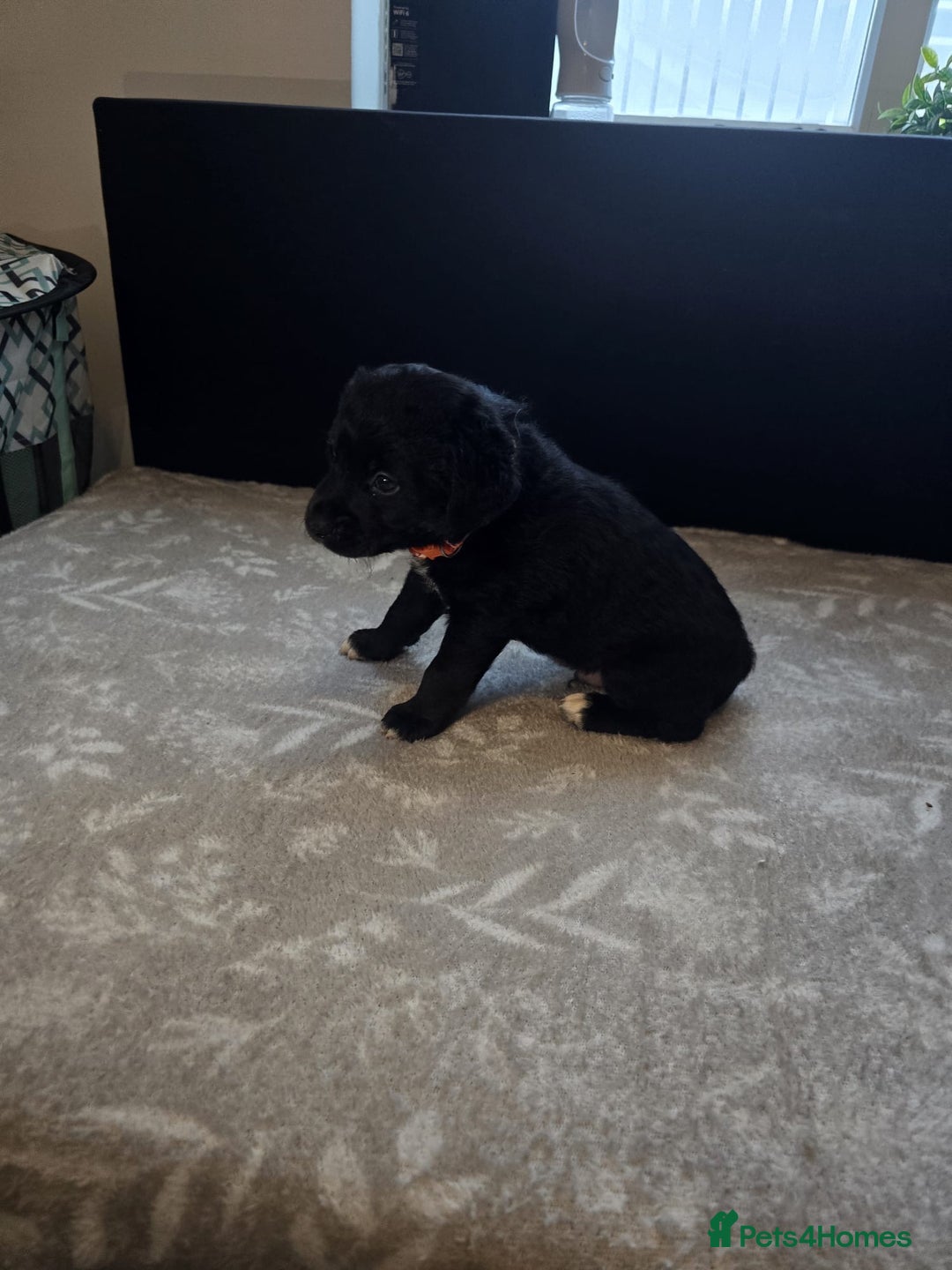 Goldador dogs for sale: Goldador x Labrottie Miniature Puppies for Sale - Advert 27