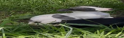 Whippet dogs for sale: KC registered whippet puppies  - Advert 17