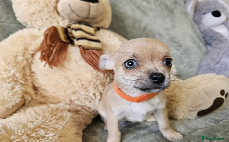Chihuahua dogs Adorable Chihuahua puppies 🐶 - Advert 6
