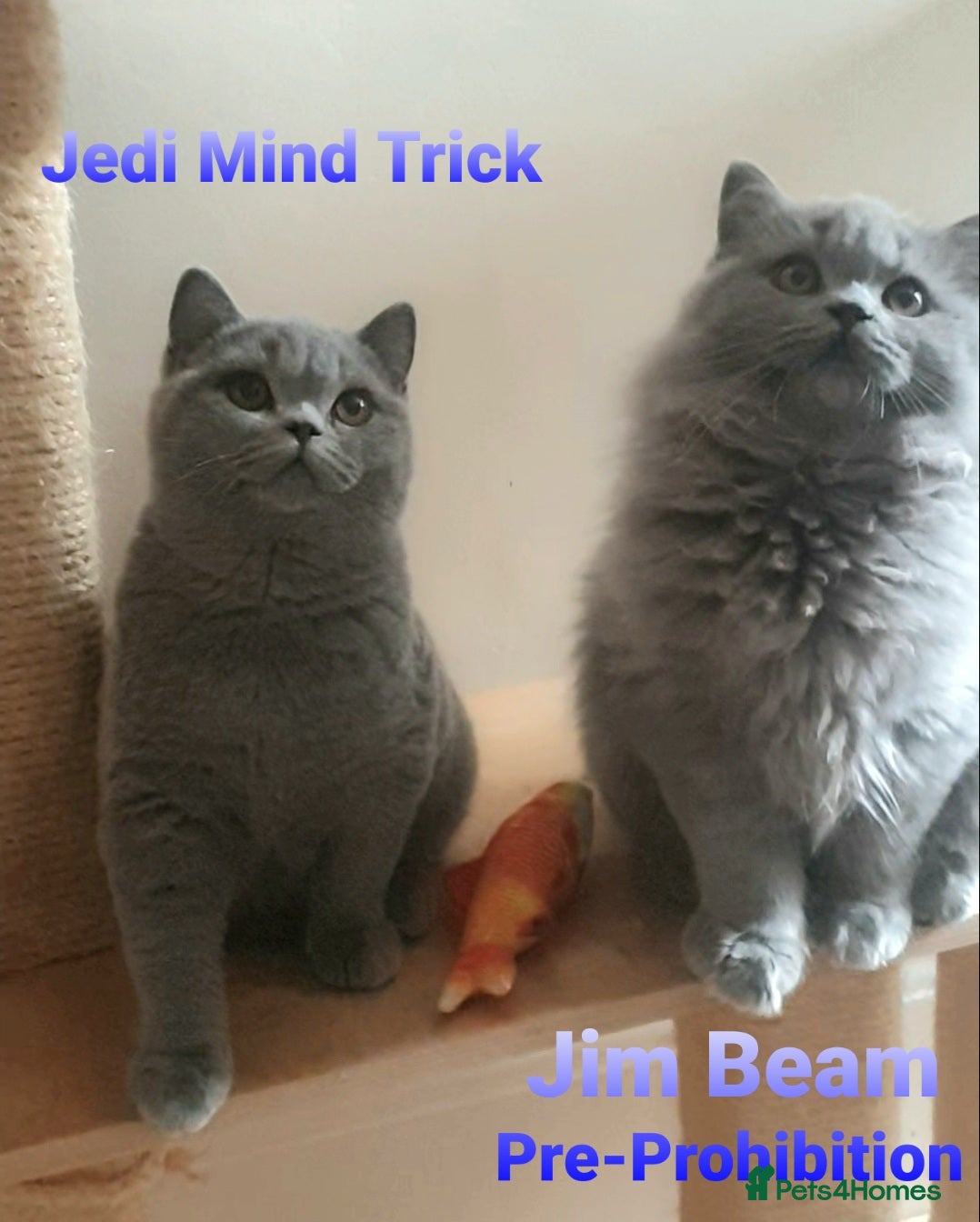 British Longhair cats Impressive Pedigree BLH / BSH Boys - Advert 2