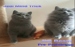 British Longhair cats for sale: Impressive Pedigree BLH Boys - Advert 6