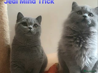 British Longhair cats Impressive Pedigree BLH / BSH Boys - Advert 5