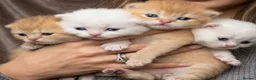 British Shorthair cats for sale: Luxury Chunky GCCF Silver and Golden Russian lines - Advert 4