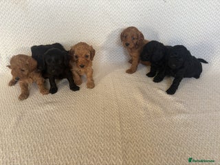 Cockapoo dogs Cockapoo puppies - Advert 2