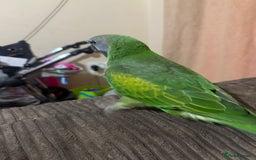 Parrots birds for sale: Handreared Derbyran parrot - Image 14