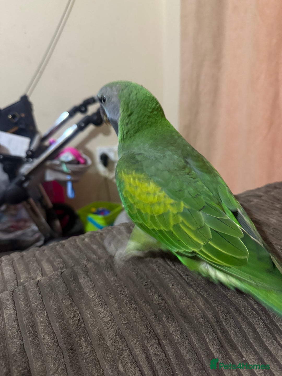 Parrots birds for sale: Handreared Derbyran parrot - Image 14
