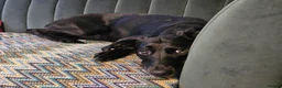 Mixed Breed dogs for adoption: ❤️🐶 LILY – EVERYTHING PEOPLE DREAM OF IN A DOG in Sale - Advert 4
