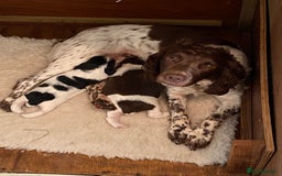 English Springer Spaniel dogs for sale: Family bred and home reared.  - Image 5