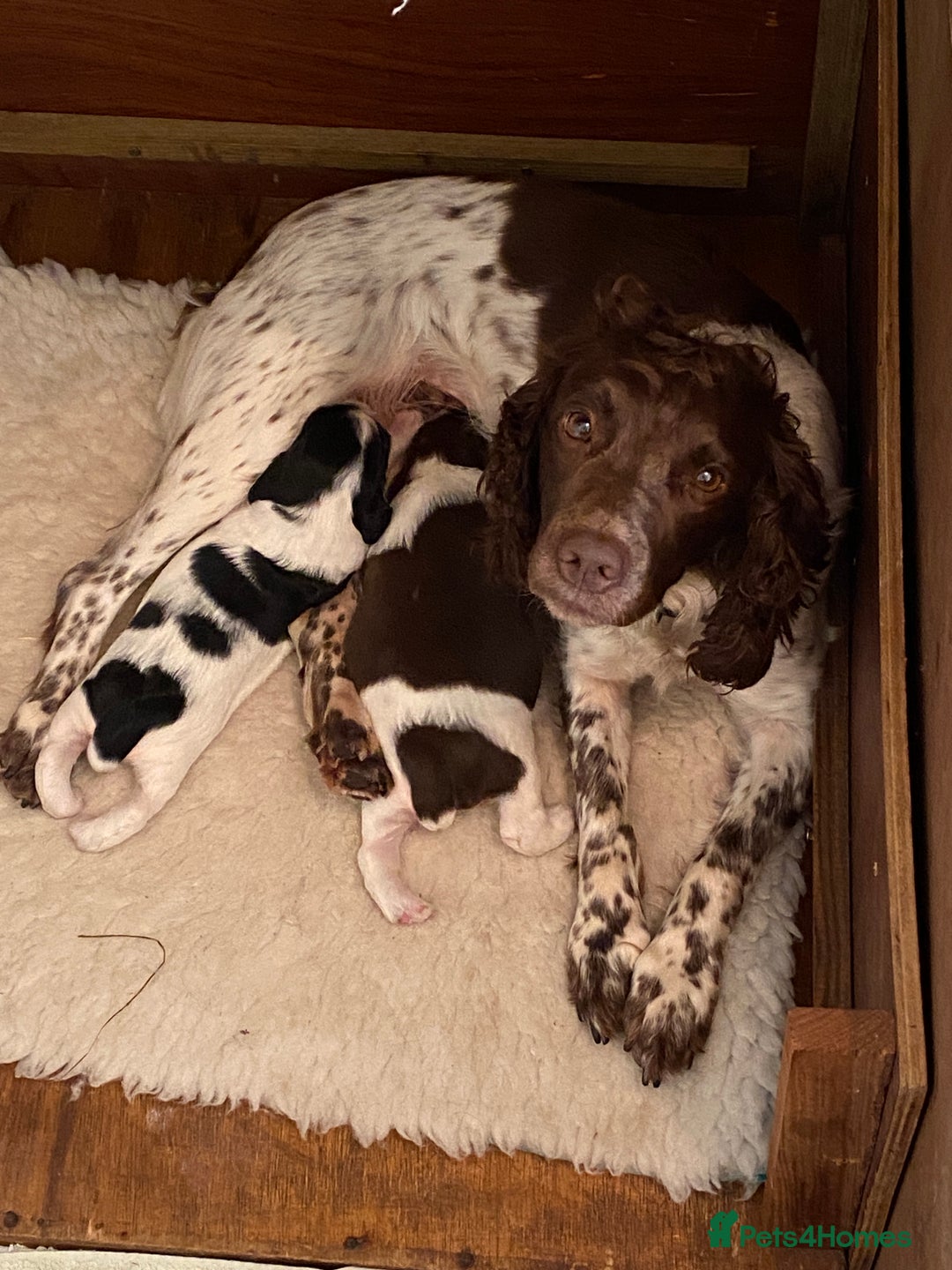 English Springer Spaniel dogs for sale: Family bred and home reared.  - Image 5