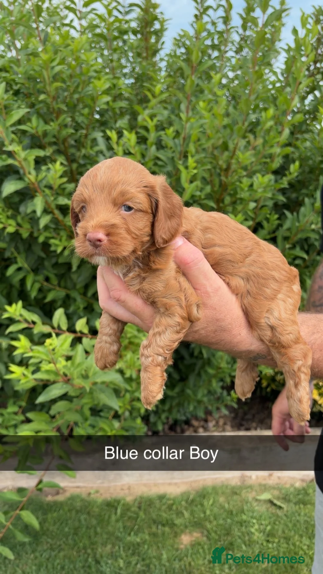 Cockapoo dogs for sale: Stunning F1 cockapoo puppies - Advert 13