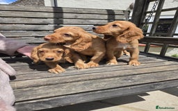 Cocker Spaniel dogs for sale: Cocker spaniel pup,FULLY VACCINATED LAST GIRL   - Image 1