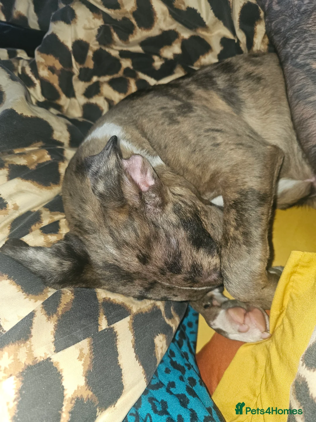 Miniature Bull terrier dogs for sale: Merle miniature english bull terrier  - Advert 4