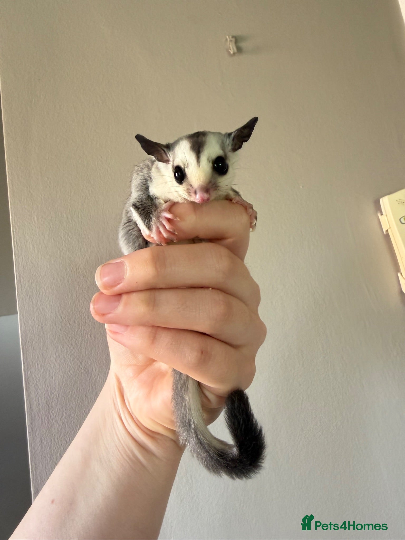 Sugar Glider rodents Sugar gliders available - white face and mosaic  - Advert 18
